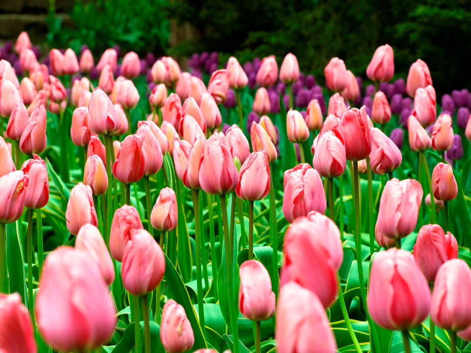 A field of pink and purple tulips; a common sight in spring in the Netherlands.